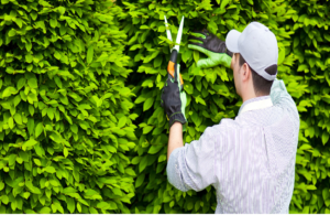 trimming a hedge ,