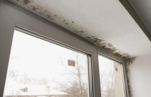 Mold Removal in Montgomery